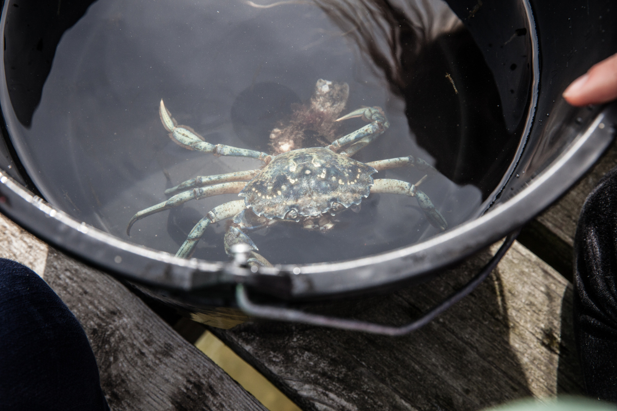 Strandkrabbe im Eimer Strandkrabbe im Eimer