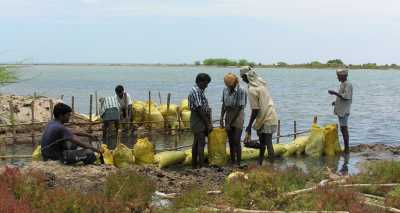 Fieldwork in a mangrove reforestation area