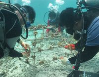 Divers position a frame on a devastated coral reef