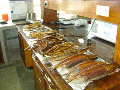 Räucherfisch und solargetrocknete Fisch-Produkte, wurden im Labor kontrolliert bevor sie auf die Messe gelangten.