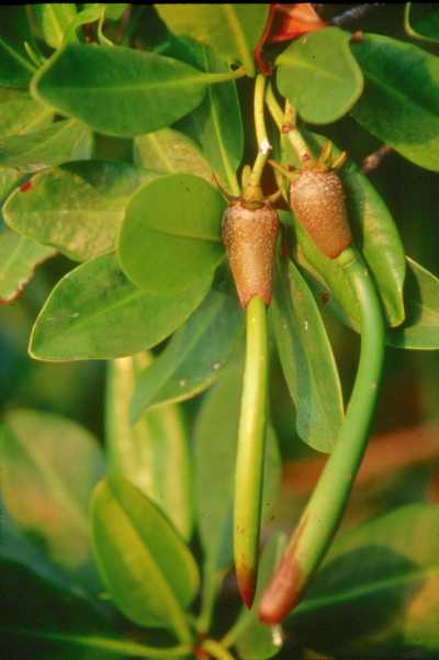 Frutos de los manglares
