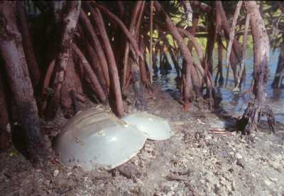 Miles de cangrejos de herradura atlánticos (Limulus polyphemus)