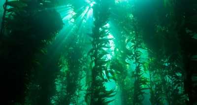 Kelp - NOAA's National Ocean Service