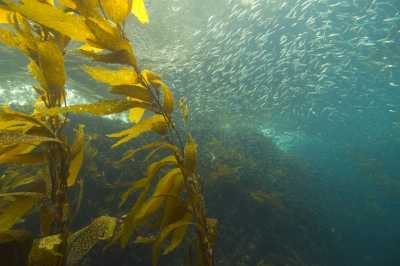 Los órganos de soporte de las algas marinas