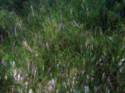 Sea grass meadows