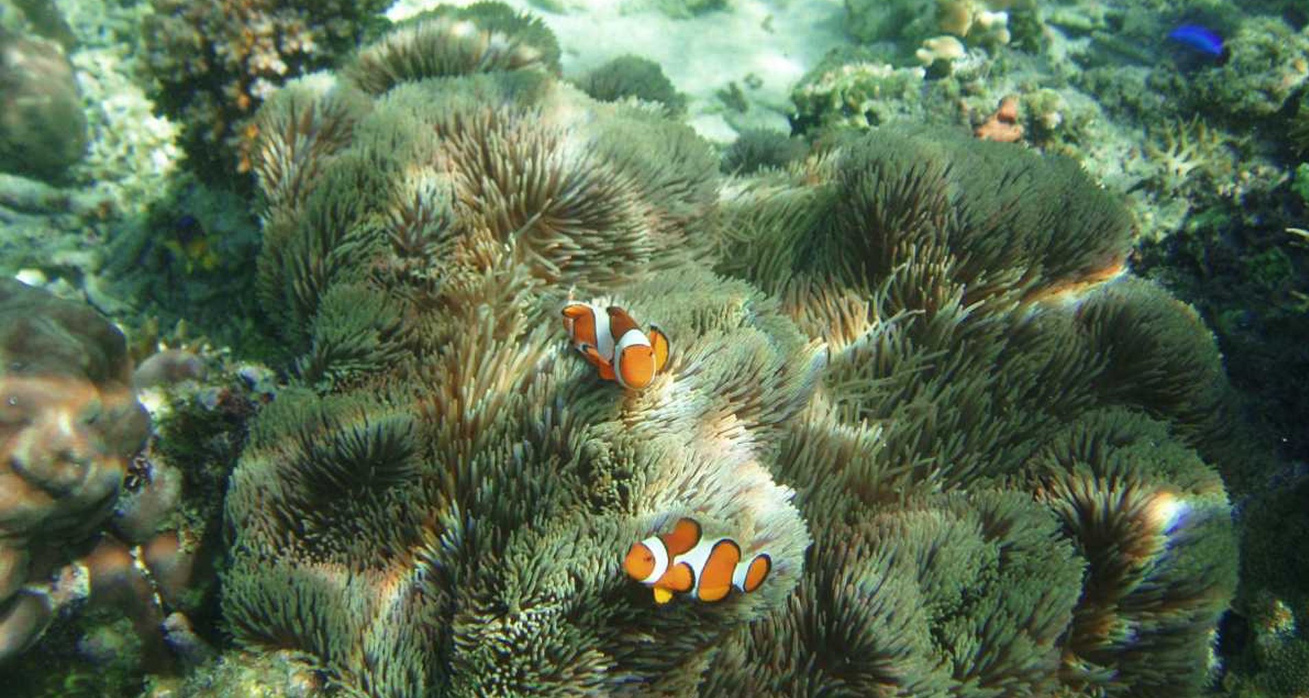 Unter dem Meer Unter dem Meer