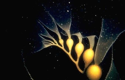 Algal thallus Algal thallus